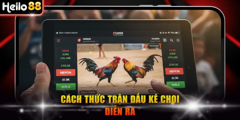Cách thức trận đấu kê chọi diễn ra